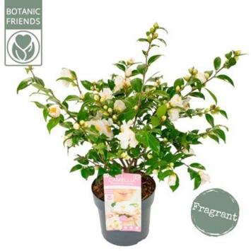 image CAMELLIA JAPONICA WINTER