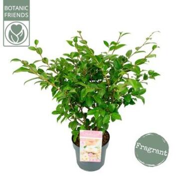 image CAMELLIA JAPONICA WINTER
