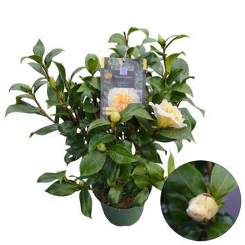 image CAMELLIA JAPONICA JAUNE
