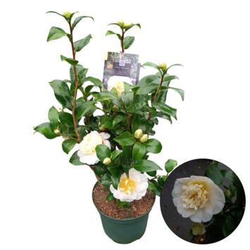 image CAMELLIA JAPONICA JAUNE