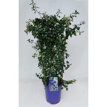 image CEANOTHUS REPENS PALISSE