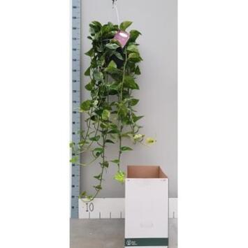 image SCINDAPSUS MARBLE QUEEN SUSP