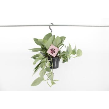 image SCINDAPSUS TREBIE MOONLIGHT SUSP