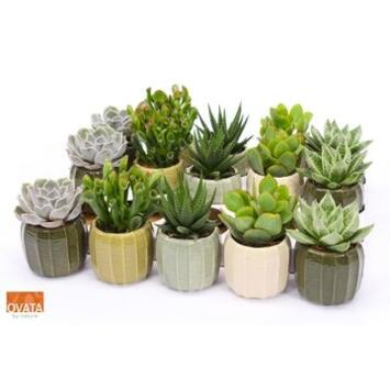 image SUCCULENTE CERAM