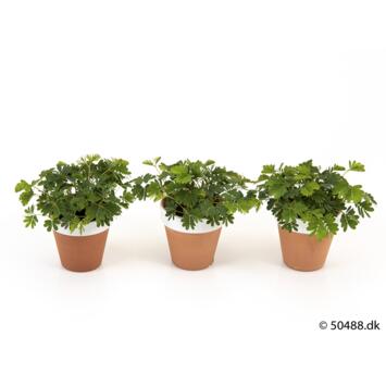 image MIMOSA PUDICA P TERRE