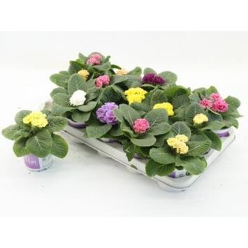 image PRIMEVERE ACAULIS POMPOM