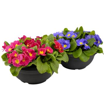 image PRIMEVERE ACAULIS X7 COUPE