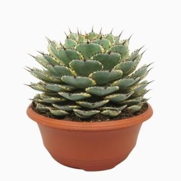 image AGAVE POTATORUM