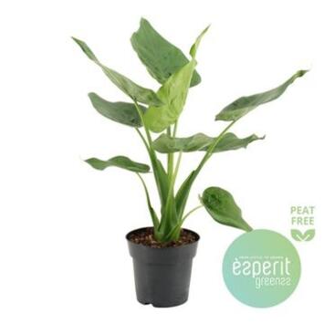 image ALOCASIA CUCULLATA