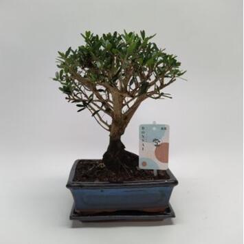 image BONSAI OLEA CERAM