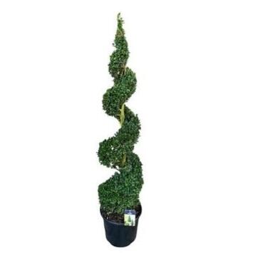 image BUXUS SEMPERVIRENS SPIRALE