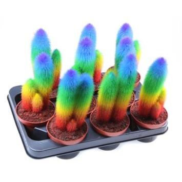 image CACTUS TEINTE ARC EN CIEL