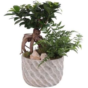 image BONSAI VARIE CERAM DECO