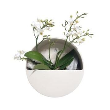 image PHALAENOPSIS 2BR BLANC CADRE CERAM