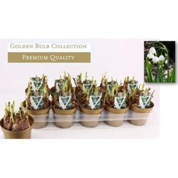 image LEUCOJUM AESTIVUM