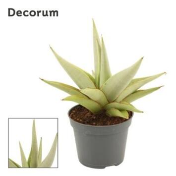 image SANSEVIERIA CHANIN CROWN