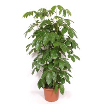 image SCHEFFLERA AMATE