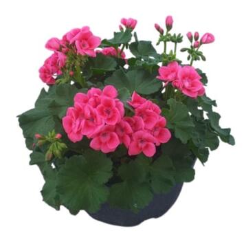 image GERANIUM PRETTY LITTLE COUPE
