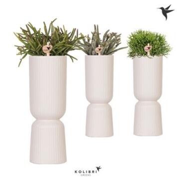 image SUCCULENTE VARIEE CERAM DIABOLO