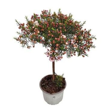 image WAXFLOWER TIGE