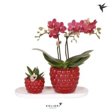 image PHALAENOPSIS 2BR + SUCCULENTE CERAM