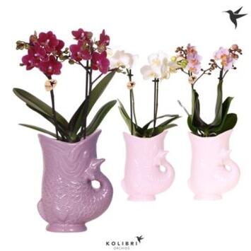 image PHALAENOPSIS 2BR MF POISSON CERAM