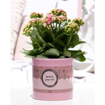 image KALANCHOE FL DBLE ROSE CERAM