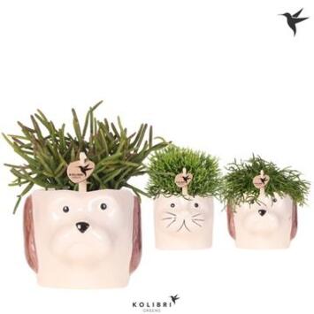 image RHIPSALIS VARIE CERAM ANIMAL