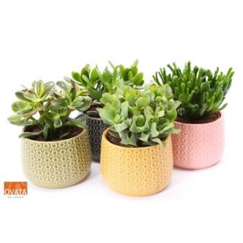 image CRASSULA CERAM