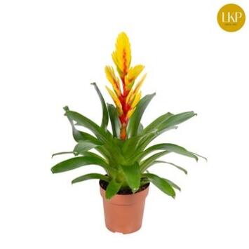 image VRIESEA INTENSO  FLAME JAUNE ORANGE