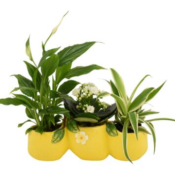 image CERAMIQUE LEMON 20