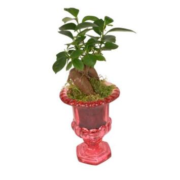 image VERRERIE COLLEEN