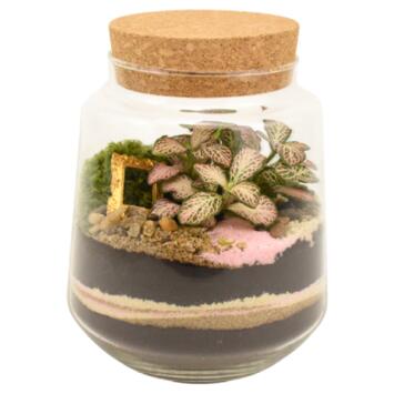 image TERRARIUM FELICIA 20