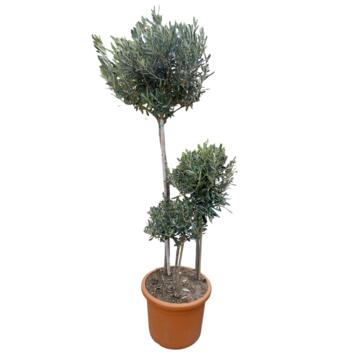 image OLEA EUROPEA 3 TRONCS 160/170CM