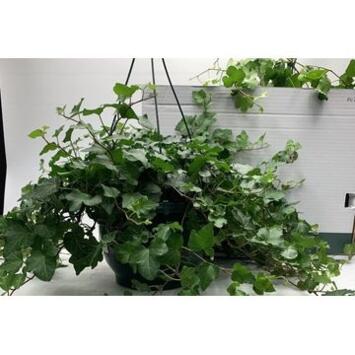 image HEDERA WONDER SUSP