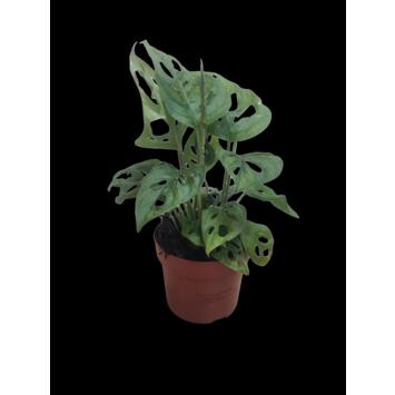image PHILODENDRON MONSTERA DELICIOSA