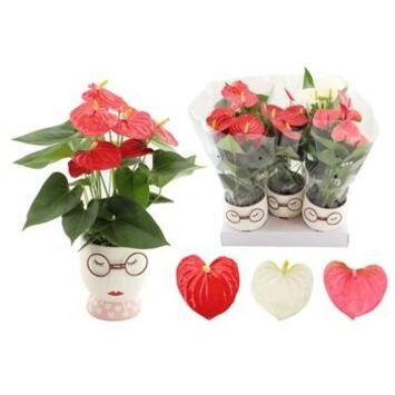 image ANTHURIUM ANDREANUM CERAM VISAGE