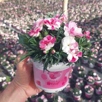 image OEILLET PINK AND PROUD