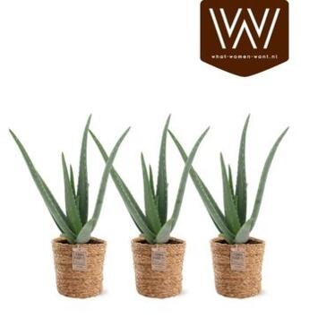 image ALOE VERA VANNERIE