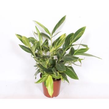 image ALPINIA ZERUMBET