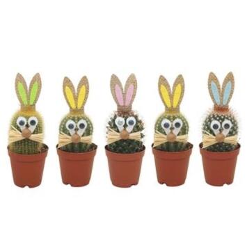 image CACTUS DECO LAPIN