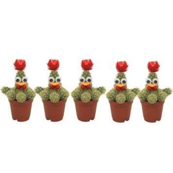 image CACTUS DECO POULE