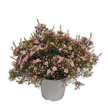 image WAXFLOWER