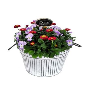 image COMPO PLANTES FLEURIES ZINC