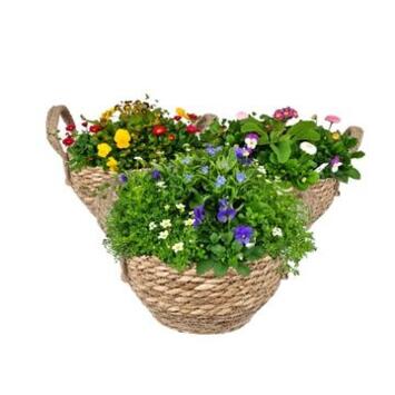 image PLANTES FLEURIES VANNERIE