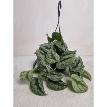 image SCINDAPSUS PICTUS TREBIE SUSP