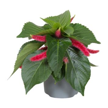 image ACALYPHA HISPIDA