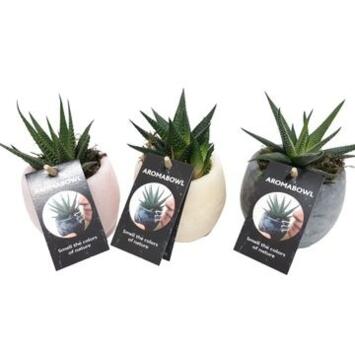 image CACTUS HAWORTHIA AROMA BOWL