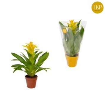 image GUZMANIA DIANA