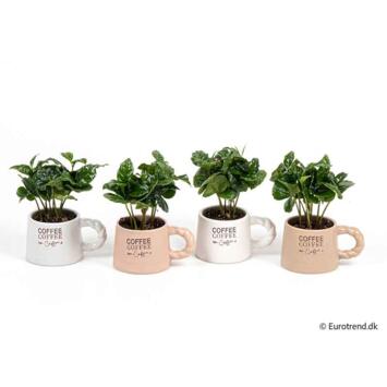 image COFFEA ARABICA CERAM TASSE